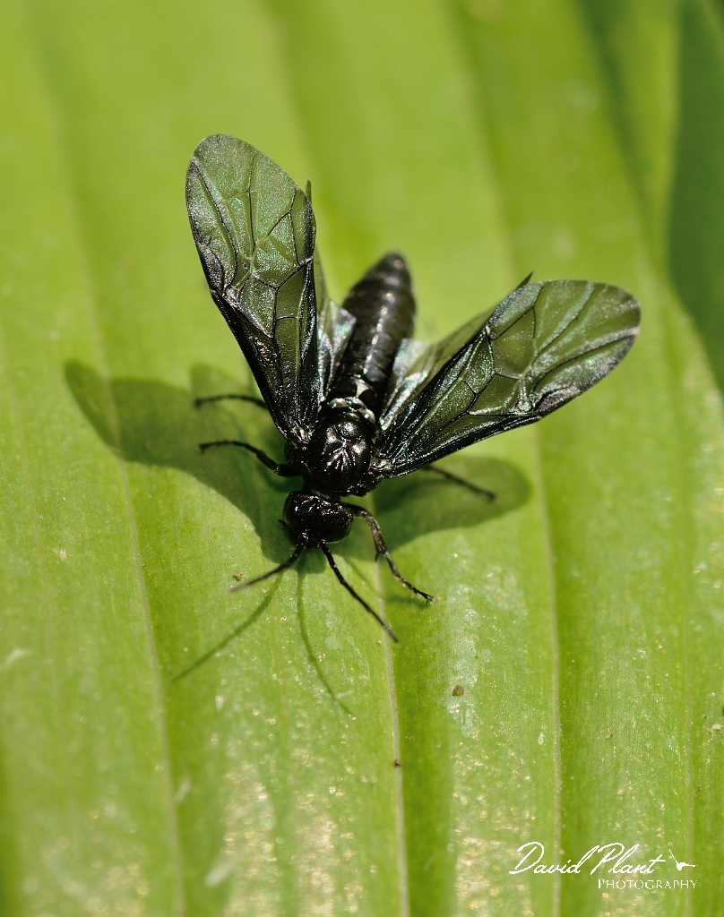 David Plant Photography - Wildlife Photographer - Solomon's seal sawfly, Phymatocera aterrima - C.jpg - Solomon's seal sawfly, Phymatocera aterrima - Cotswolds